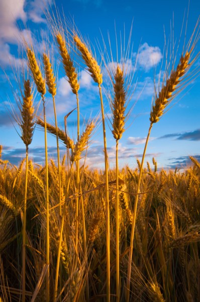 USA, Oregon, Marion County, Wheat field. Photo : Gary J Weathers