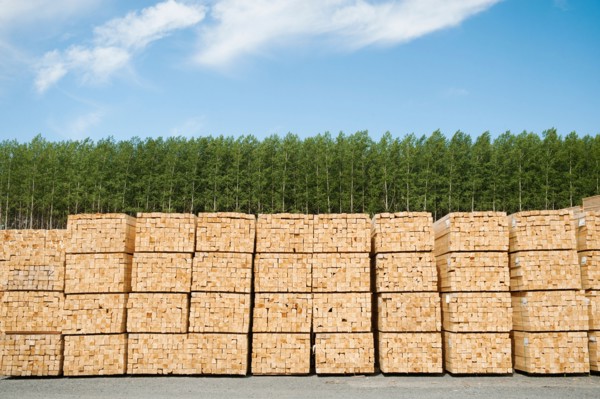 Orderly stacks of timber in timber plantation.