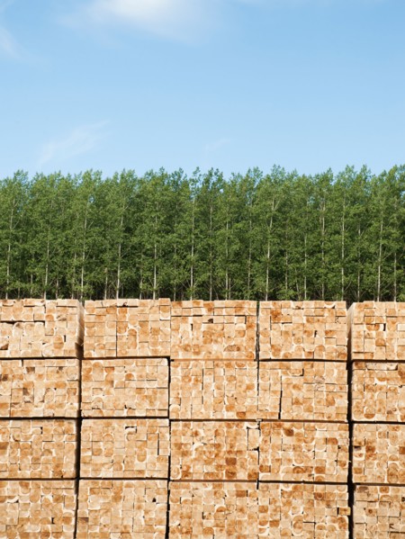 Orderly stack of timber in tree farm.