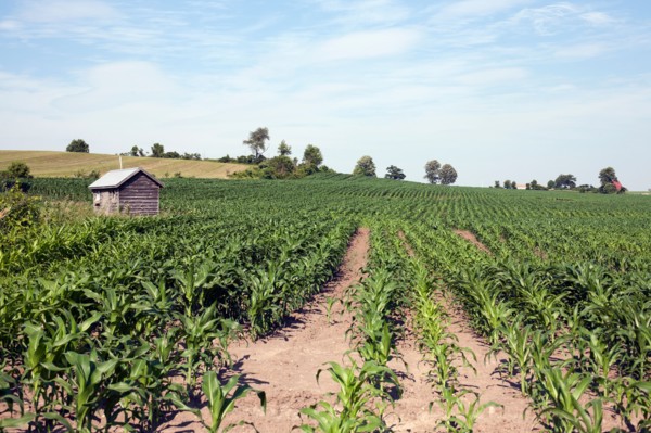 USA, New York State, corn farm. Photo : Winslow Productions