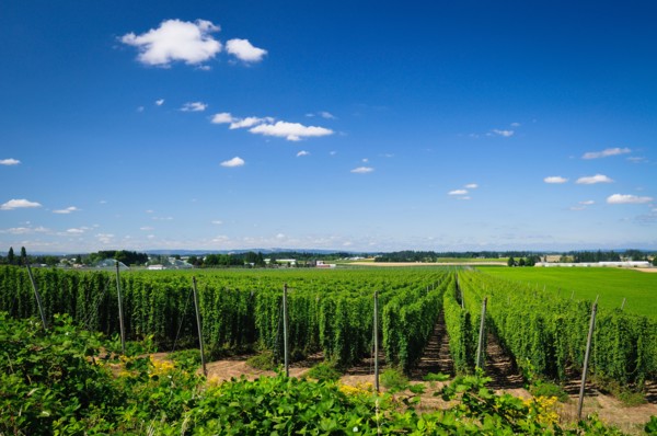 USA, Oregon, Marion County, Hop field. Photo : Gary J Weathers