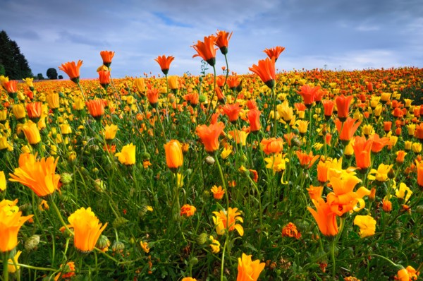 USA, Oregon, Marion County, Field of yellow and orange flowers. Photo : Gary J Weathers
