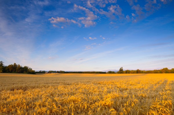 USA, Oregon, Marion County, Wheat field. Photo : Gary J Weathers