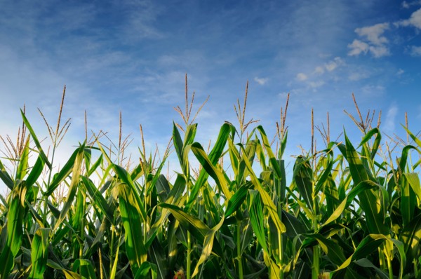 USA, Oregon, Marion County, Corn field. Photo: Gary J Weathers