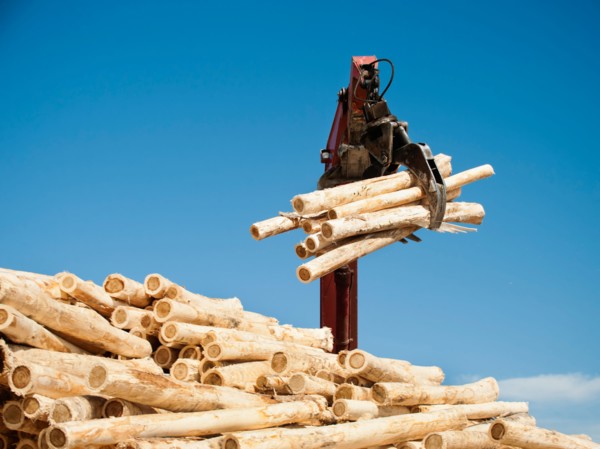 Crane loading timber against blue sky.