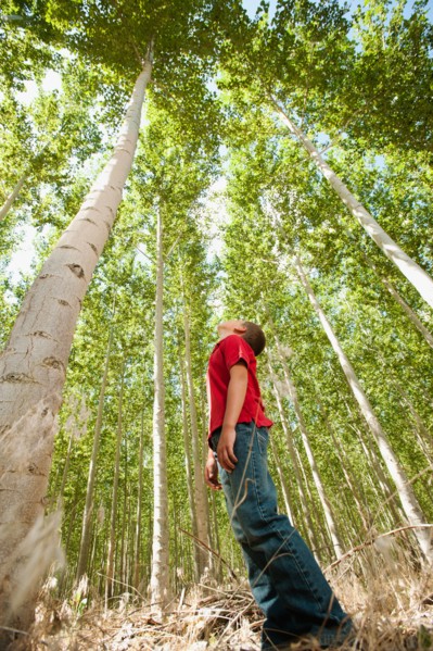 USA, Oregon, Boardman, Boy (8-9) standing between poplar trees in tree farm. Photo: Erik Isakson
