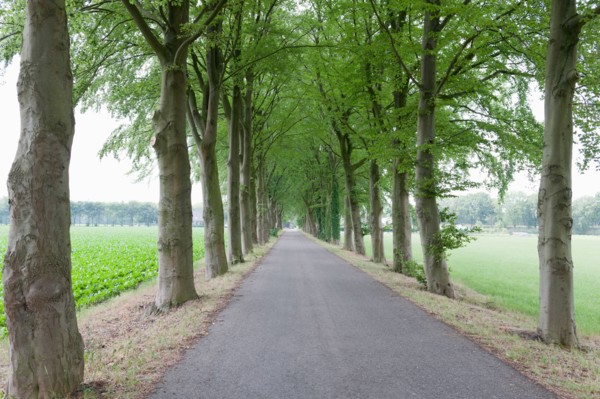 Netherlands, North-Brabant, Tilburg, Single lane road lined with trees. Photo: Jan Scherders