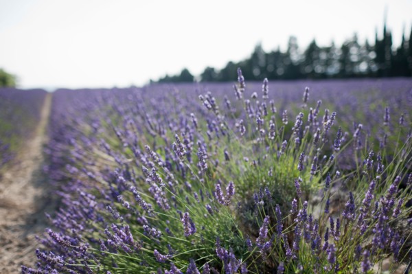 France, Drome, Grignan, Lavender in field. Photo : Jan Scherders