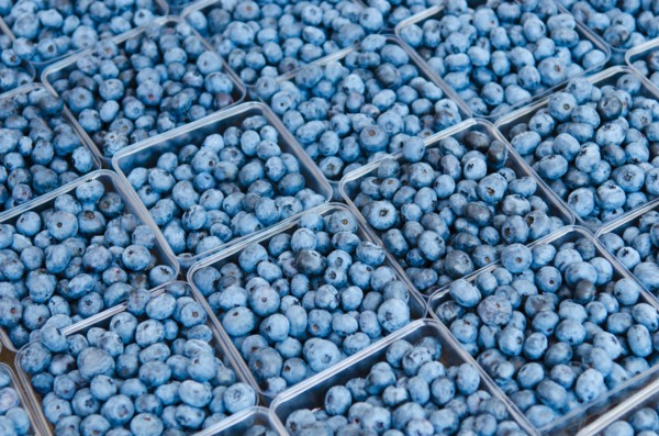 Rows of blueberries in cartons.