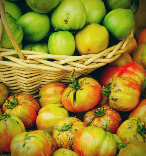 Studio shot of tomatoes in basket.