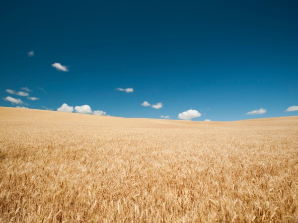 USA, Oregon, Wasco, Wheat field in bright sunshine under blue sky.