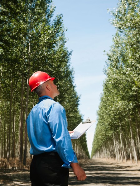 Engineer standing between orderly rows of poplar trees in tree farm.