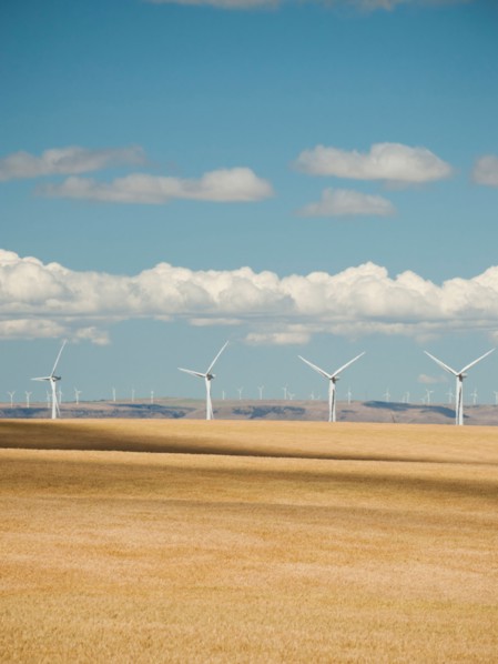 USA, Oregon, Wasco, Wheat field and wind farm in bright sunshine under blue sky.