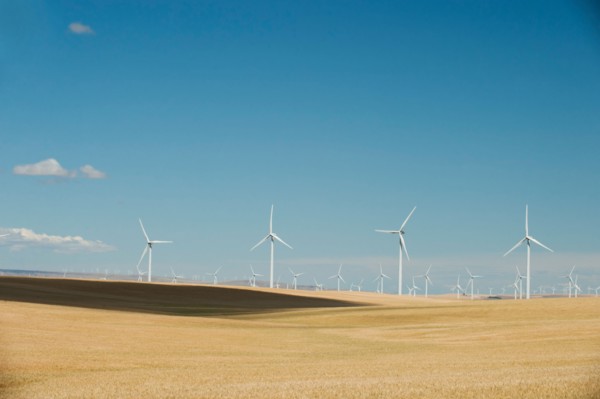 USA, Oregon, Wasco, Wheat field and wind farm in bright sunshine under blue sky.
