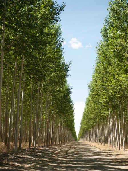 USA, Oregon, Boardman, Orderly rows of poplar trees in tree farm. Photo: Erik Isakson