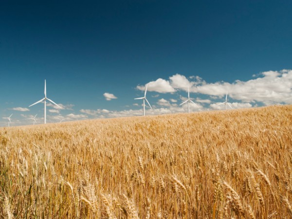 USA, Oregon, Wasco, Wheat field and wind farm in bright sunshine under blue sky.