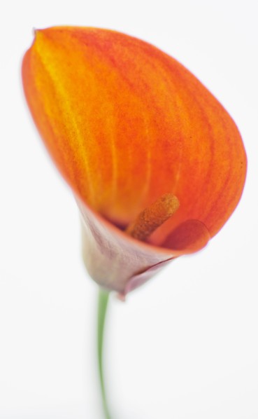 Studio shot of Calla Lily.