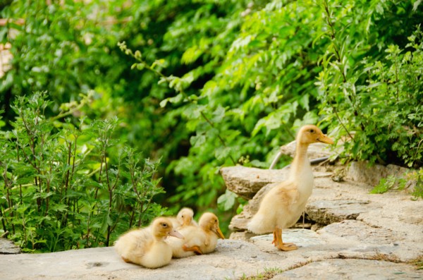 Family of ducks. Photo : Tetra Images