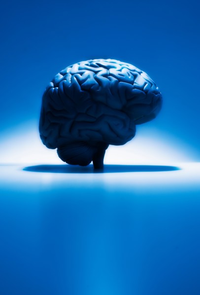 Human brain model, studio shot.