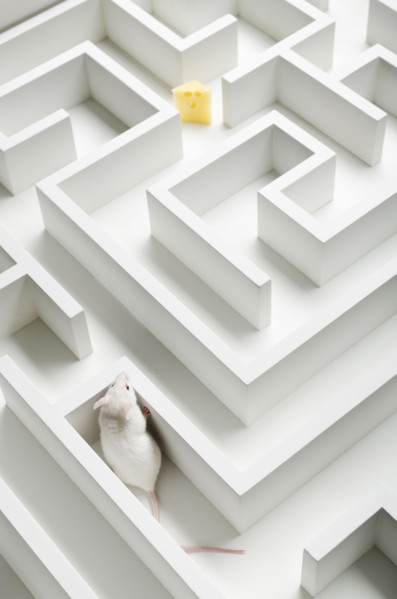 White mouse into labyrinth, studio shot.