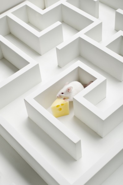 White mouse into labyrinth, studio shot.