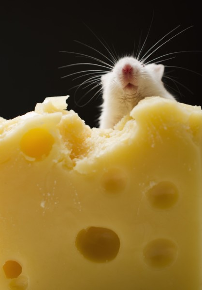 White mouse eating cheese, studio shot.