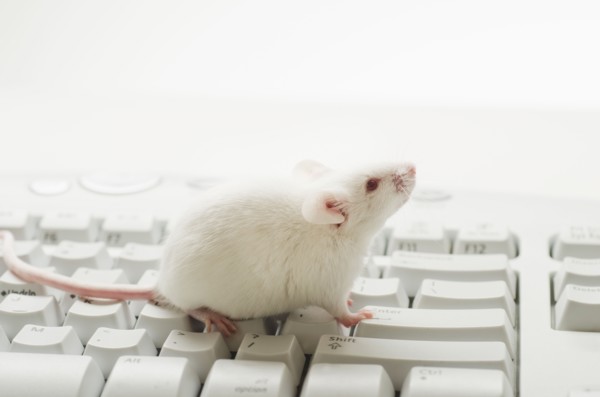 White mouse on computer keyboard, studio shot.