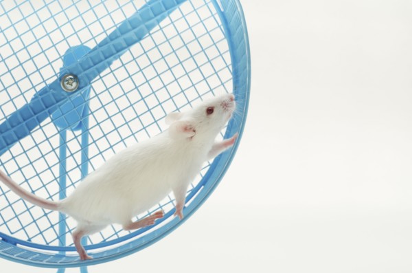 White mouse in exercise wheel, studio shot .