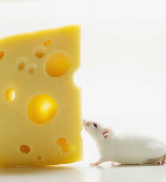 White mouse with cheese, studio shot.