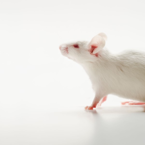 White mouse on white background, studio shot.