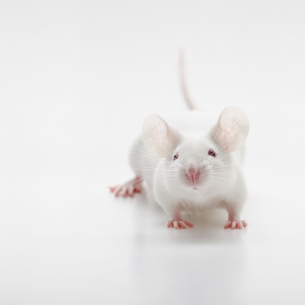 White mouse on white background, studio shot.