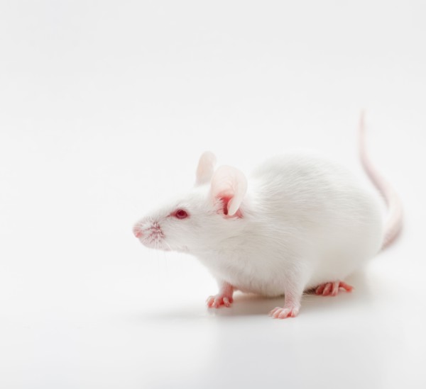 White mouse on white background, studio shot.