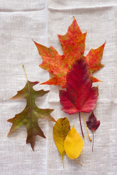Studio shot of autumn leaves.