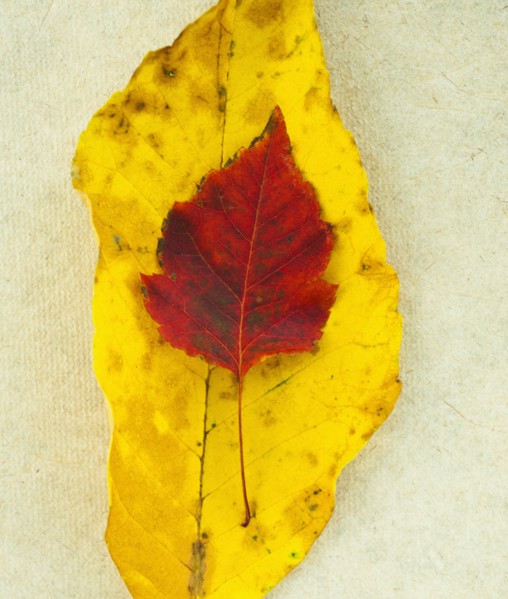 Autumn leaves, studio shot.