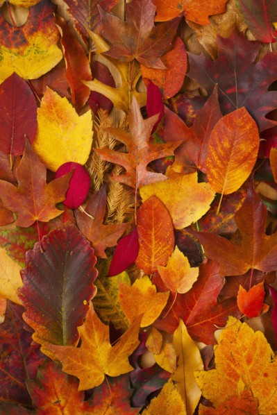 Studio shot of autumn leaves.