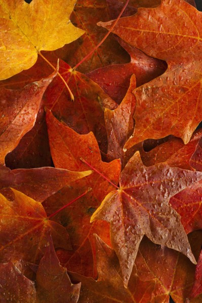Studio shot of autumn leaves.