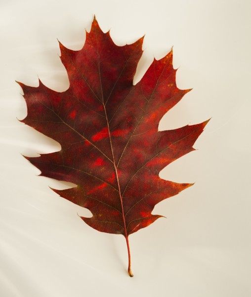 Studio shot of autumn leaf.