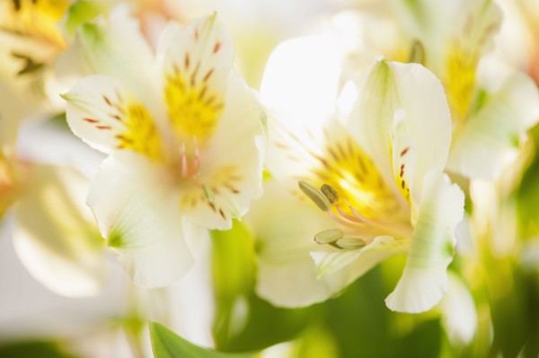 Studio shot of white Alstroe Meria.
