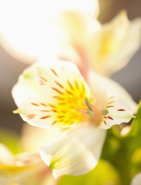 Studio shot of white Alstroe Meria.