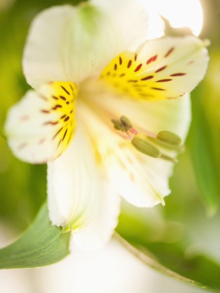 Studio shot of white Alstroe Meria.
