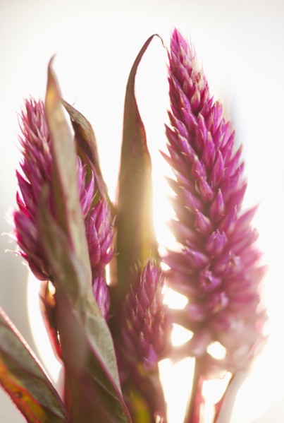 Studio shot of purple Eremurus.