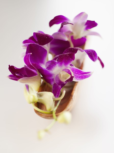Studio shot of purple Orchid.