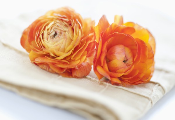 Studio shot of orange Ranunculus on napkin.
