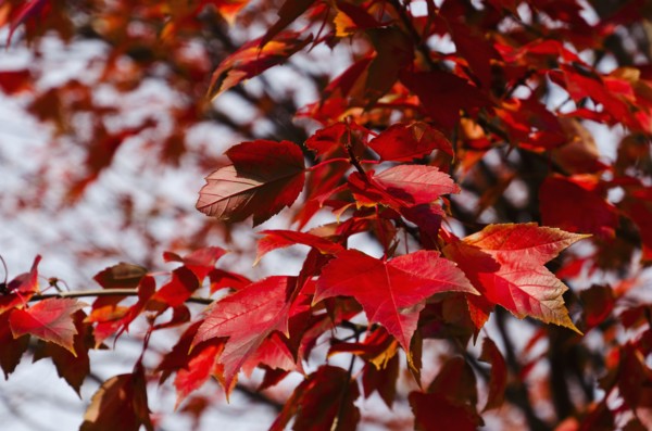 Red fall leaves on tree branch.