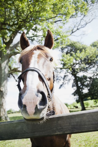 Close-up of horse in farm. Photo : Jamie Grill