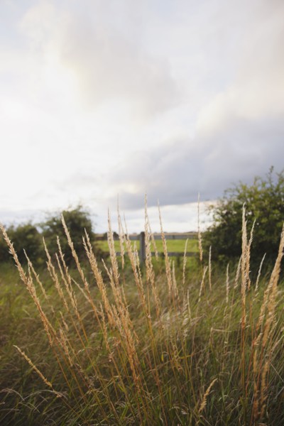 Ireland, County Westmeath, Grass on pasture. Photo : Jamie Grill