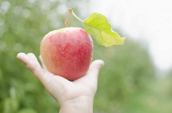 Close up of girl's (8-9) hand holding red apple. Photo : Jamie Grill