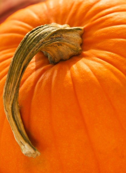 Halloween pumpkin. Photo : Daniel Grill