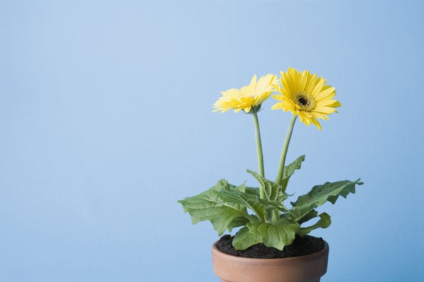 Yellow flowers on blue background. Photo : Kristin Lee