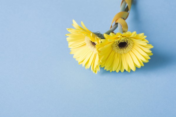 Yellow flowers on blue background. Photo : Kristin Lee
